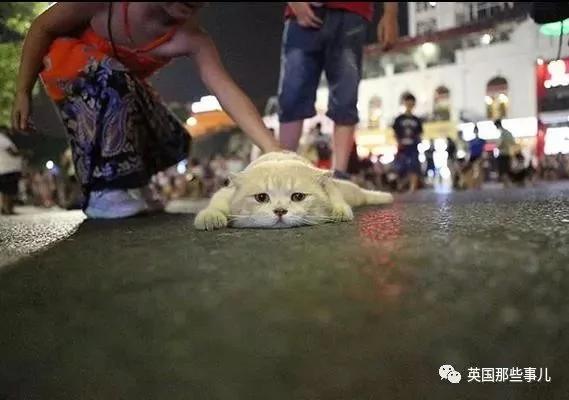 这只名叫狗的橘猫 是整片菜市场当之无愧的王者…