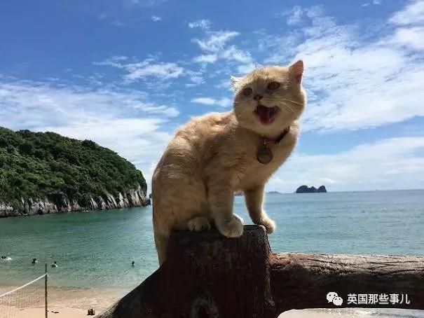 这只名叫狗的橘猫 是整片菜市场当之无愧的王者…