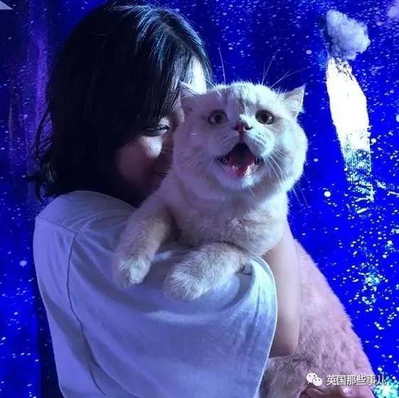 这只名叫狗的橘猫 是整片菜市场当之无愧的王者…