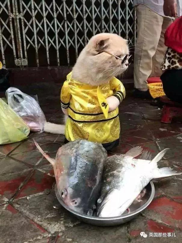 这只名叫狗的橘猫 是整片菜市场当之无愧的王者…