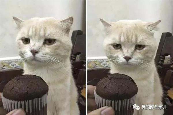 这只名叫狗的橘猫 是整片菜市场当之无愧的王者…