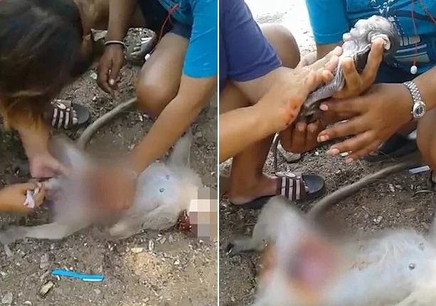 泰国一怀孕母猴被车碾死 女子及时剖腹救胎儿!