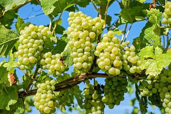 「这些食物」比胶原蛋白更靠谱!神奇效果 试过的人都叫好!