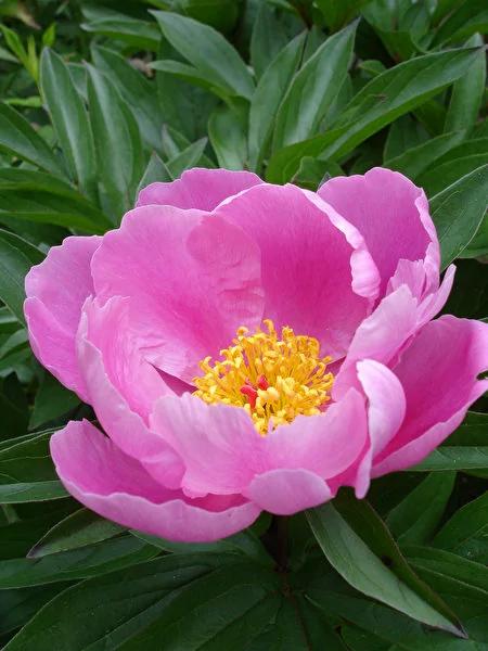 为什么牡丹自古有“国色天香”的美称?