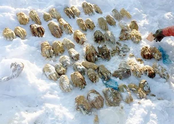 毛骨悚然!中俄远东边城惊现54只人手掌