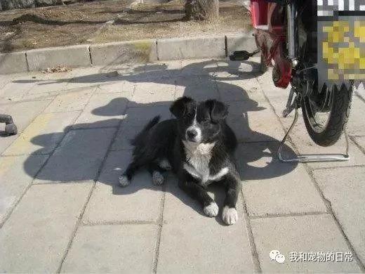 流浪狗狗为了报恩 每天守在停车场给好心人占停车位 主动看守车子!