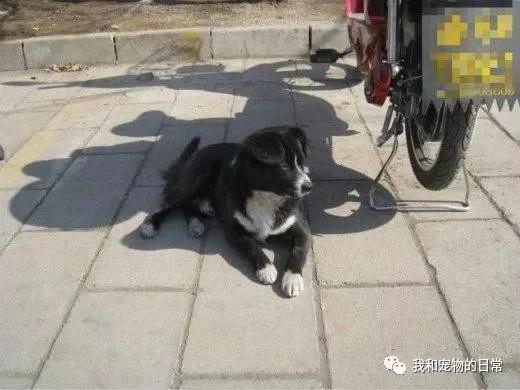 流浪狗狗为了报恩 每天守在停车场给好心人占停车位 主动看守车子!