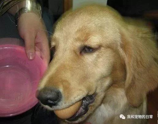 网友带金毛回老家 结果这货每天去邻居家偷鸡蛋 半个月就偷了2斤多!