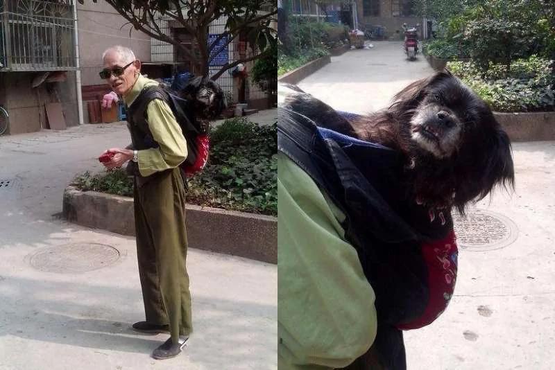 18年的感情!爱犬已经老了“无法走路” 老爷爷不离不弃“用布兜背它” 惹哭众人!