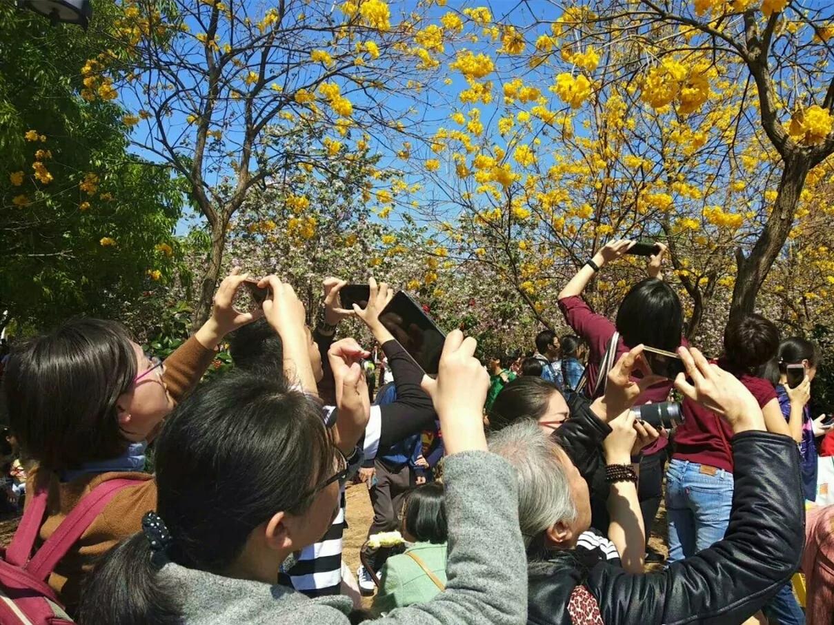 10万人涌大学校园赏花 学生吓得不敢出门