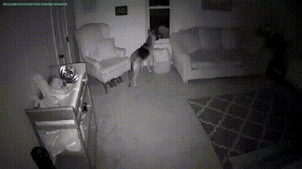 生了宝宝后 我家的狗狗半夜溜进婴儿房 查看监视器后发现…