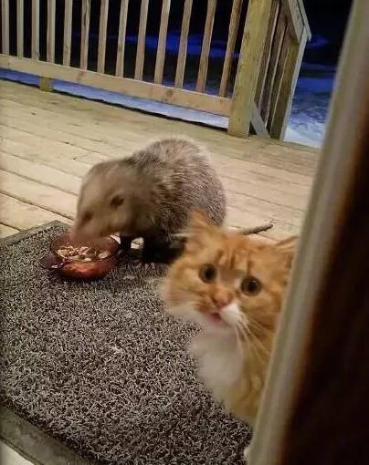 猫咪在门外不停叫着 主人吓得赶紧跑过去 一看憋不住笑喷了!