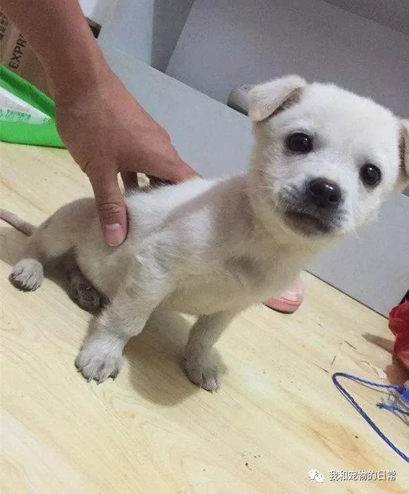 朋友说送我一只猛犬帮忙看工厂 当我和同事收到狗后都傻眼了!
