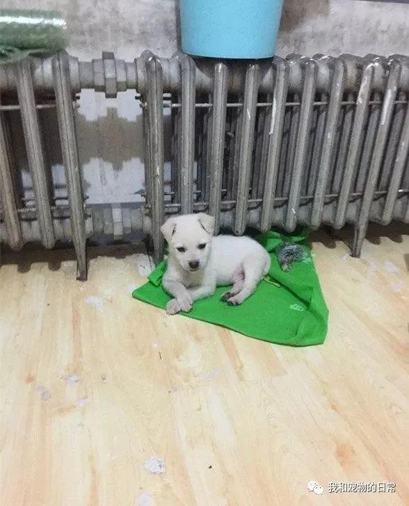 朋友说送我一只猛犬帮忙看工厂 当我和同事收到狗后都傻眼了!