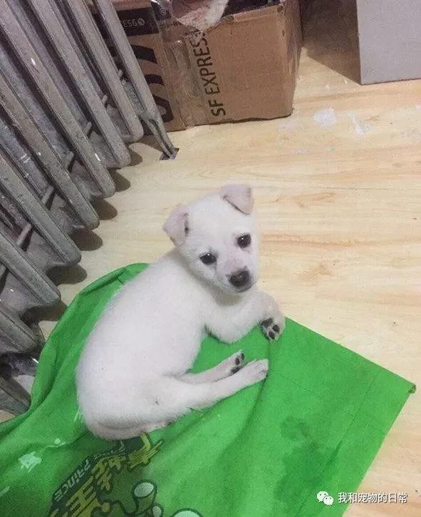 朋友说送我一只猛犬帮忙看工厂 当我和同事收到狗后都傻眼了!
