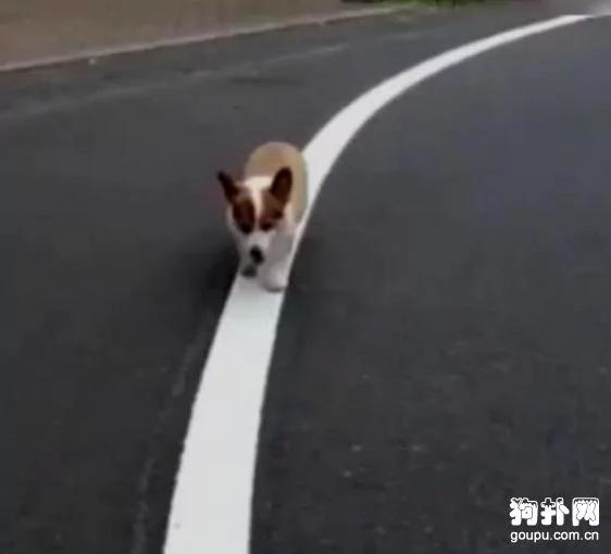 养了一只有强迫症的柯基犬 主人每天乐得不行