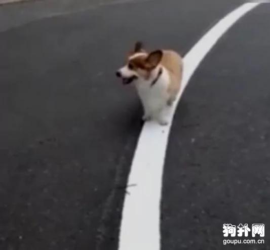 养了一只有强迫症的柯基犬 主人每天乐得不行
