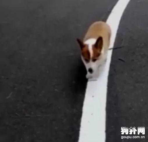养了一只有强迫症的柯基犬 主人每天乐得不行