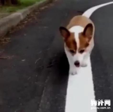养了一只有强迫症的柯基犬 主人每天乐得不行