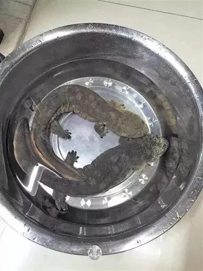 女子收到2条大鱼被难住: 吃不敢吃 放生也不敢放!