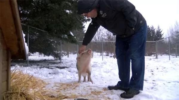 这对夫妻领养遭虐的“宠物猪” 最后却把小猪吃掉 超残忍!