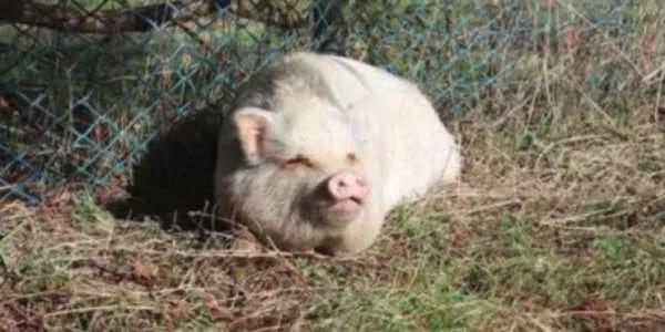 这对夫妻领养遭虐的“宠物猪” 最后却把小猪吃掉 超残忍!