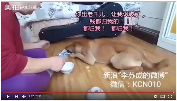 狗狗竟然会和主人玩儿这个!笑到我不行了!