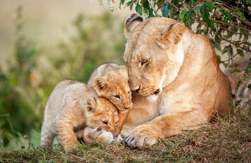 伟大的母爱！动物王国母爱感人瞬间！