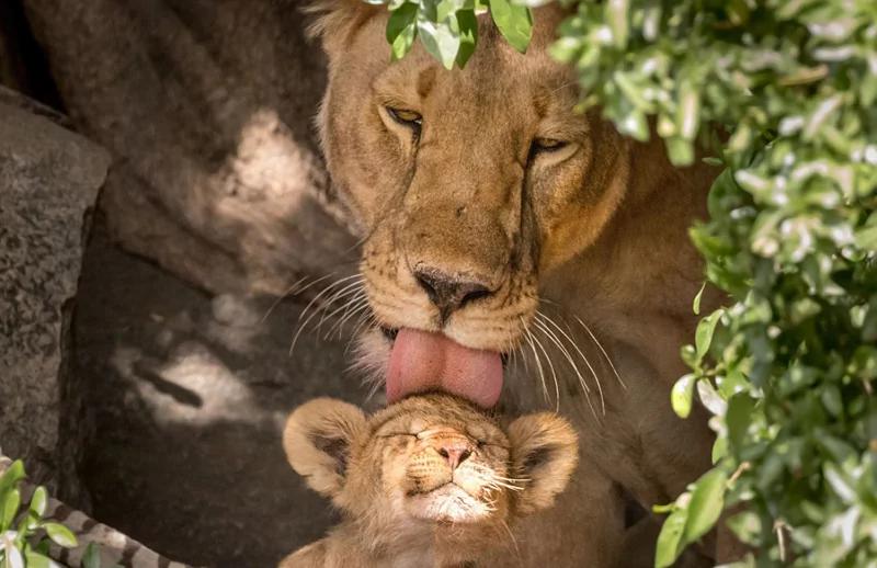 伟大的母爱！动物王国母爱感人瞬间！