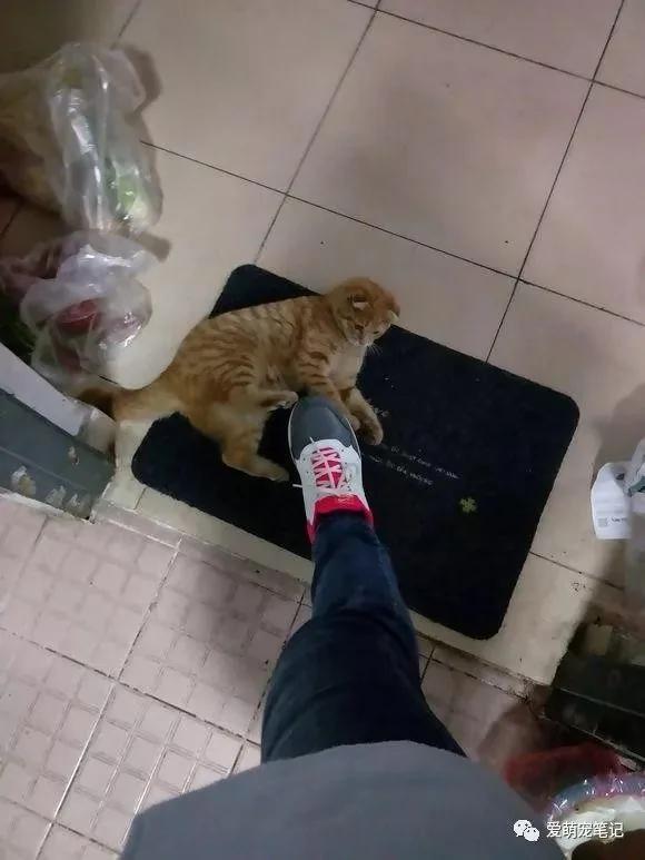 家门口来了一只流浪猫 一周后认出是折耳麒麟尾猫 女子快要美翻