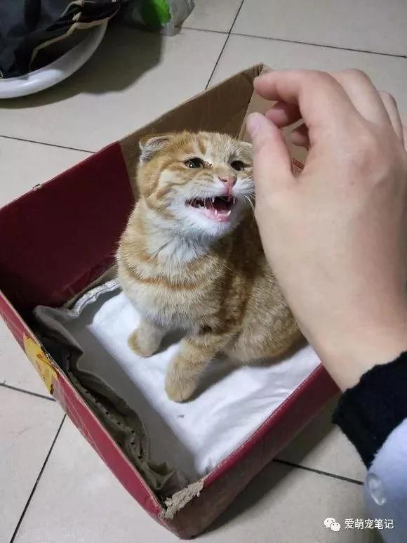 家门口来了一只流浪猫 一周后认出是折耳麒麟尾猫 女子快要美翻