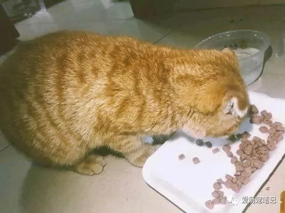 家门口来了一只流浪猫 一周后认出是折耳麒麟尾猫 女子快要美翻