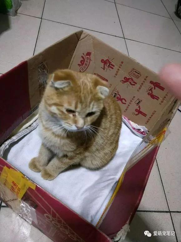 家门口来了一只流浪猫 一周后认出是折耳麒麟尾猫 女子快要美翻