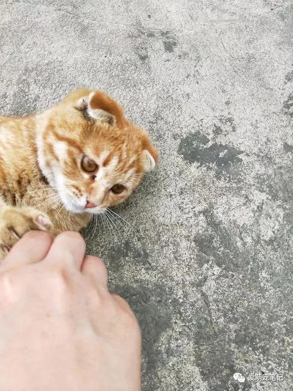 家门口来了一只流浪猫 一周后认出是折耳麒麟尾猫 女子快要美翻