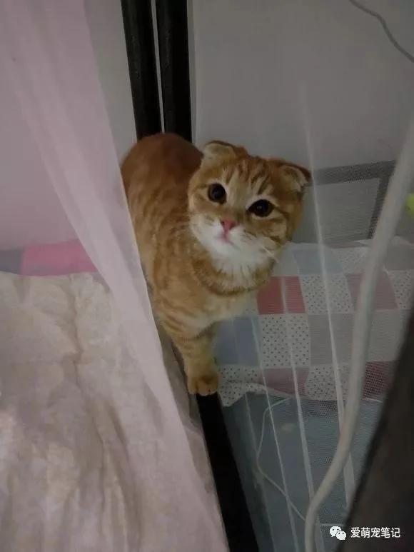 家门口来了一只流浪猫 一周后认出是折耳麒麟尾猫 女子快要美翻