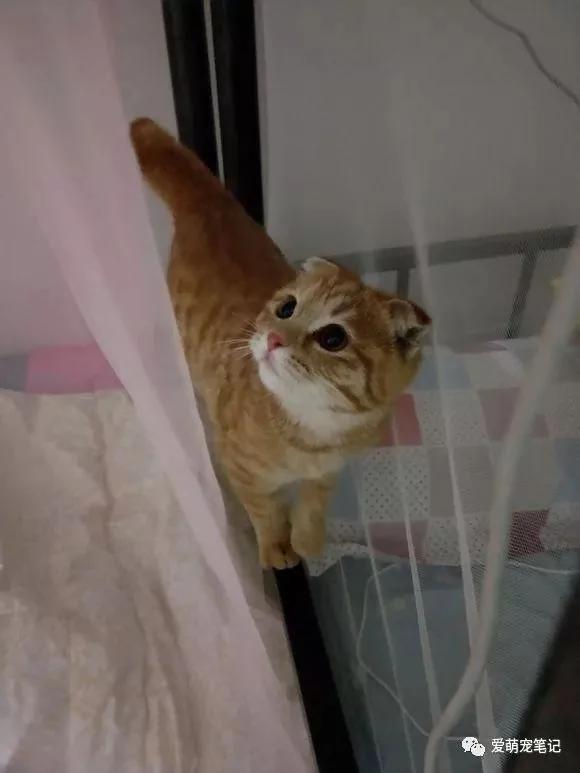 家门口来了一只流浪猫 一周后认出是折耳麒麟尾猫 女子快要美翻