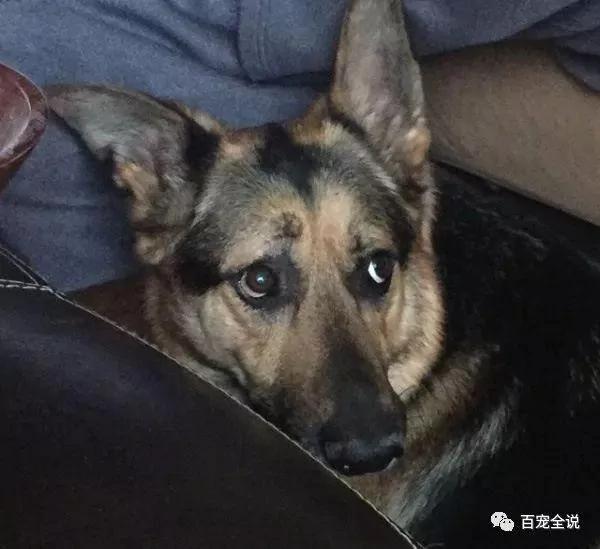 只要主人去洗澡 德牧就一直跟着他 还一脸担心的样子 真正原因让网友都红了眼眶