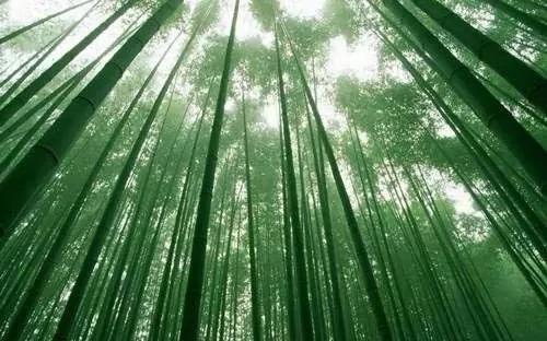 伊豆 一个只有日本人才知道的早樱小镇