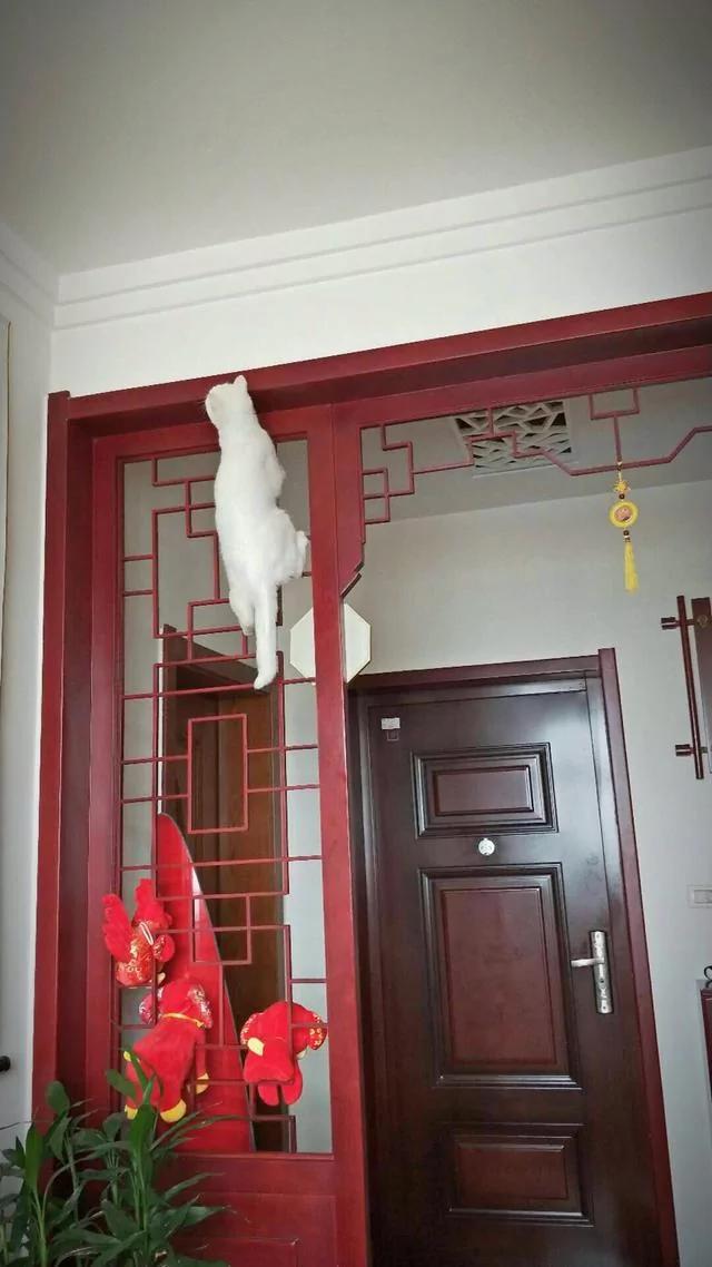 猫咪每天闲不住 回家后看到猫咪的位置 笑的我喘不过气!