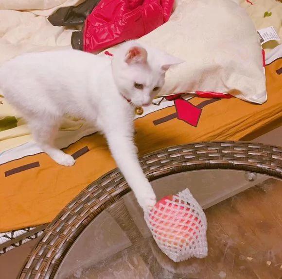 猫咪每天闲不住 回家后看到猫咪的位置 笑的我喘不过气!