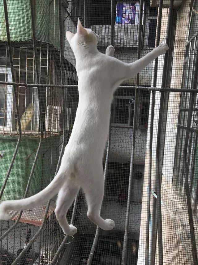 猫咪每天闲不住 回家后看到猫咪的位置 笑的我喘不过气!