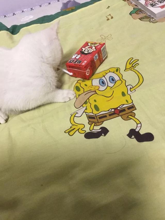 猫咪每天闲不住 回家后看到猫咪的位置 笑的我喘不过气!