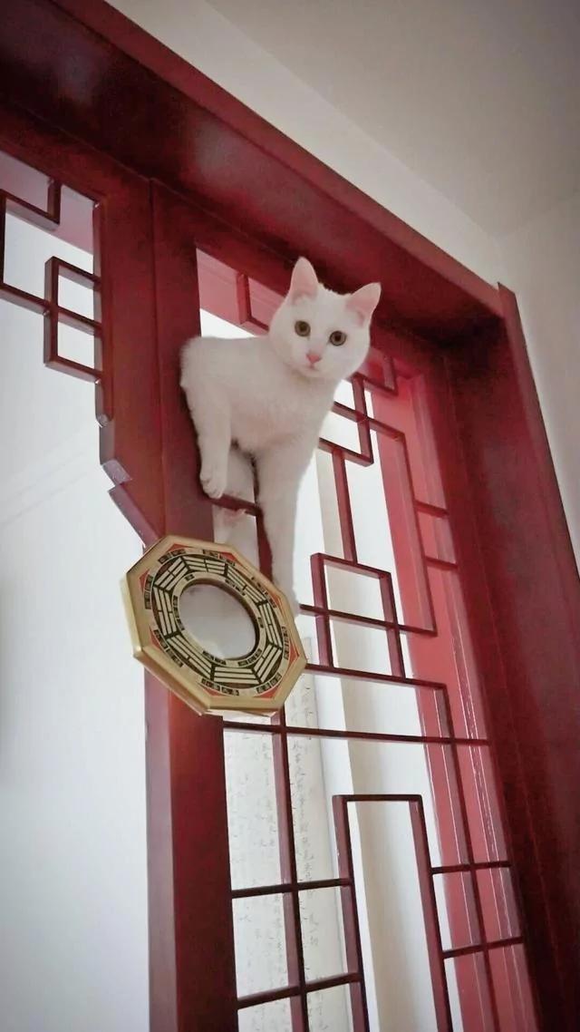 猫咪每天闲不住 回家后看到猫咪的位置 笑的我喘不过气!