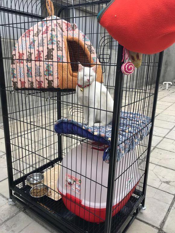 猫咪每天闲不住 回家后看到猫咪的位置 笑的我喘不过气!