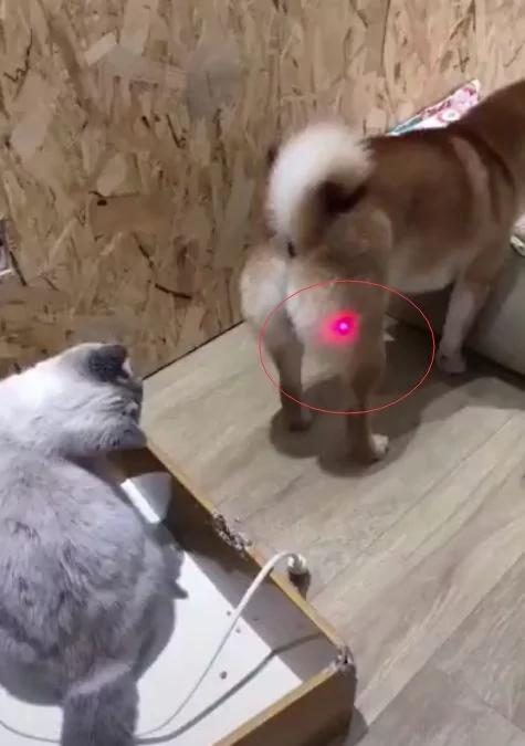 调皮主人“用雷射笔照柴柴PP” 好奇喵皇“一掌巴下去”…无辜柴回头:我做错什么了?