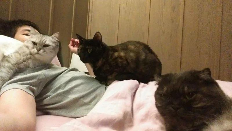 女孩出差把猫咪“交给男友照顾” 回来后悔到痛哭流涕 到底谁才是小三!