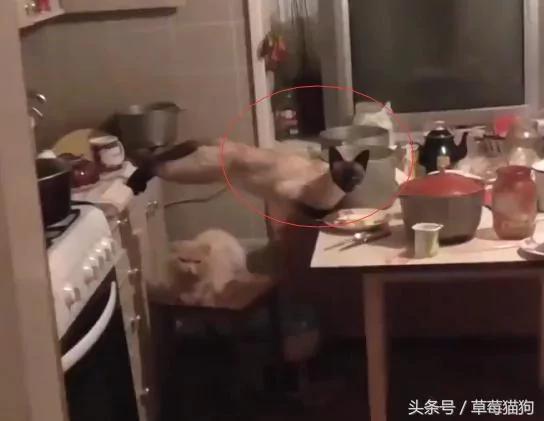 主人听到厨房有动静 进去看到这场面 笑喷了!
