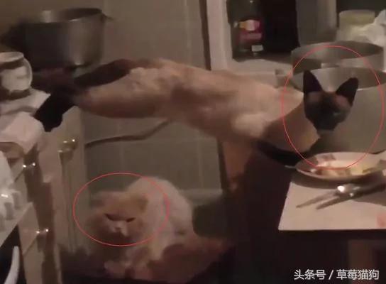 主人听到厨房有动静 进去看到这场面 笑喷了!