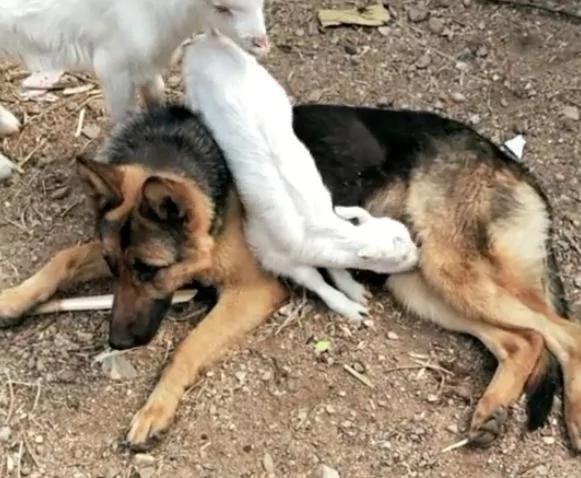 小羊羔把德牧犬当成妈妈 趴上去喝奶 狗狗一脸懵!