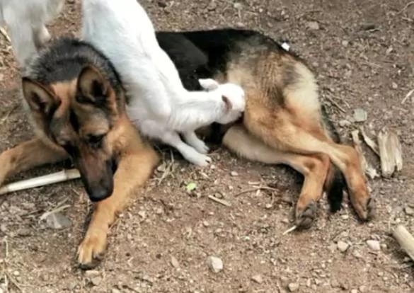 小羊羔把德牧犬当成妈妈 趴上去喝奶 狗狗一脸懵!